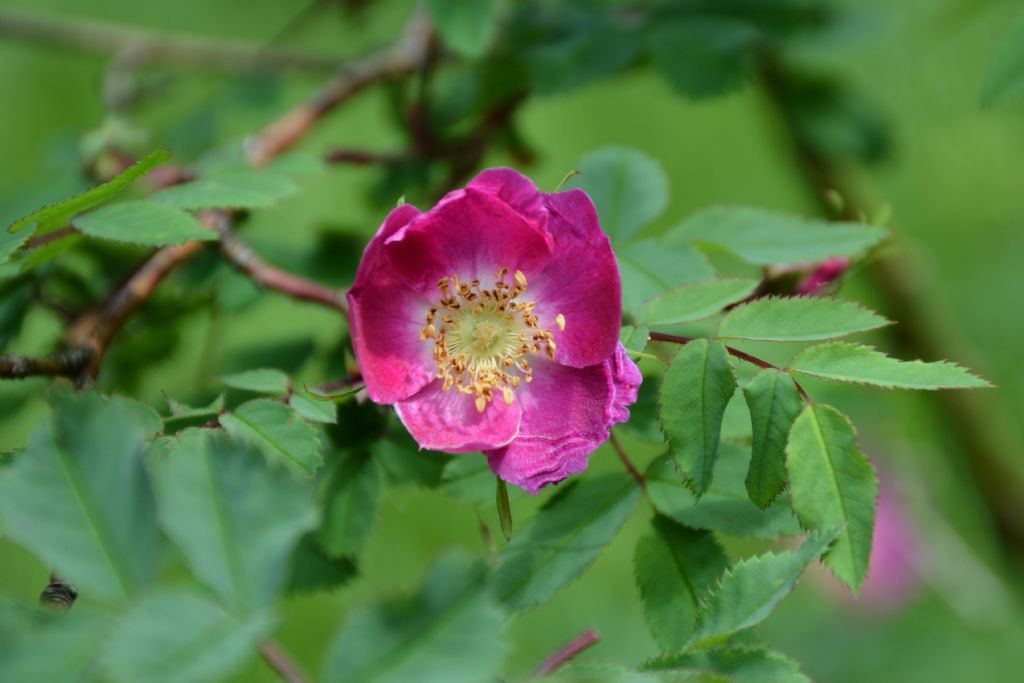 Rosa pendulina